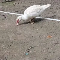 اردک اسرائیلی نر و ماده با تخم