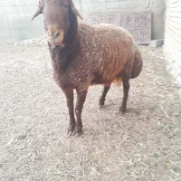 قوچ هیترو