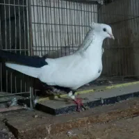 یه ماده دم سیاه ونرسفید