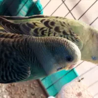 یک جفت مرغ عشق جوان|پرنده|باقرشهر, |دیوار