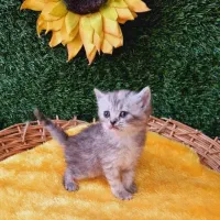 بریتیش چینچیلای سیلور|گربه|قم, باسکول|دیوار