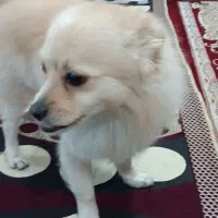 سگ باهوش و شناسنامه دار و واکسن زده|سگ|اهواز, کوی باهنر|دیوار