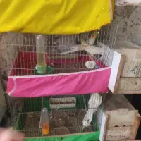 ۳ جفت عروس هلندی لوتینو مولد