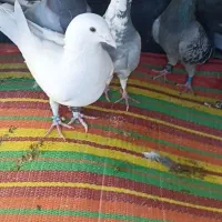 سلام این سه تا کفتر گمشدند