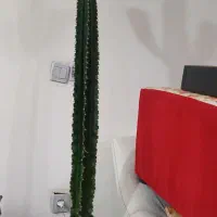 کاکتوس افوربیا|گل و گیاه طبیعی|محمدشهر, محمدشهر|دیوار