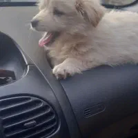 توله پامروشیتزو|سگ|بجنورد, |دیوار