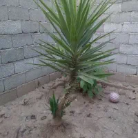 انواع گل به قیمت مناسب