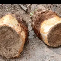 فروش پنیر نخل