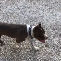 سگ گمشده پیتبول فردیس اسکویی فوری