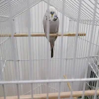 مرغ عشق انگلیسی نر|پرنده|آمل, |دیوار