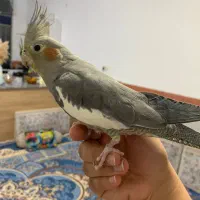 فروش عروس هلندی|پرنده|کامیاران, |دیوار