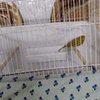 یک عددقناری نر بخون دارچینی رنگ|پرنده|کاشان, لتحر|دیوار