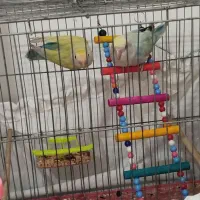 جفت طوطی برزیلی