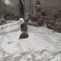 طوق پشدارنر کلاهی پلاکی نر