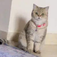 گمشده سوفیا