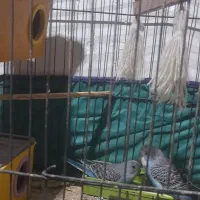 عروس ومورغ  عشق دستی|پرنده|خرمشهر, |دیوار