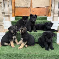 واگذاری توله ژرمن