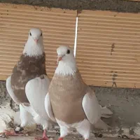 طوقی آجری|پرنده|اصفهان, لاله|دیوار