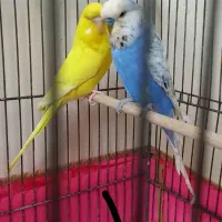 چند جفت مرغ عشق انگلیسی مولد فول رام دستی