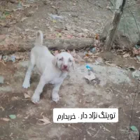 واگذاری توله نر