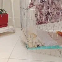 سگ پامر خرسی