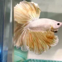 ماهی فایتر خاص|ماهی|اهواز, زیباشهر|دیوار