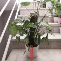 گل آپارتمانی