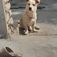 سگ پا کوتاه نر