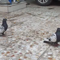 نر سینه سیاه و نر سفید دورگ|پرنده|اهواز, سپیدار|دیوار