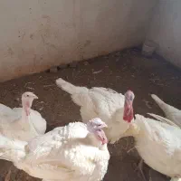 فروش بوقلمون زنده