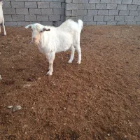 بزغاله نر سانن