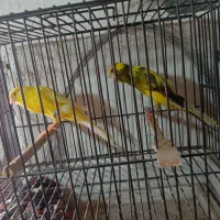 قناری رسمی بلند|پرنده|مشهد, یاس|دیوار