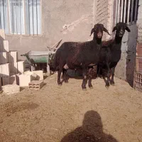 فروش فوری/ میش گوسفند/ قره قزل