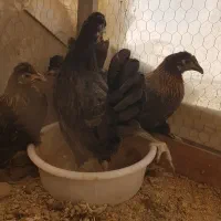 فروش یا معاوضه مرغ دوتک
