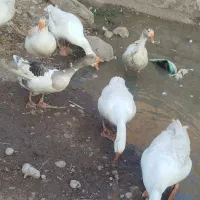 فروش غازمحلی وقوغاز اوکراینی|حیوانات مزرعه|فاضل آباد, |دیوار