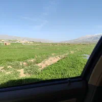 یونجه خرد نکرده عالی
