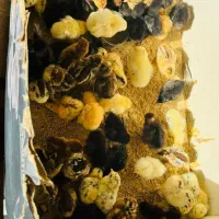 جوجه مهلی ۶روزه