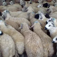 50 راس بره نر