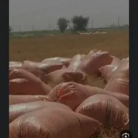 کاه