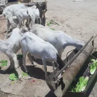 بز دو رگه|حیوانات مزرعه|کرمان, |دیوار