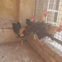 سه تا خروس درشت جوان نژاددرشت