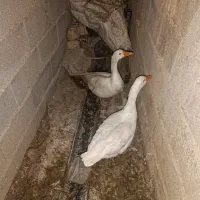 پرواز در آسمان