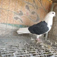 نر دوکت پرشی