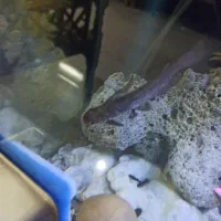 ماهی گوشت خوار