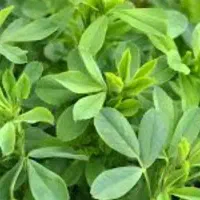 سبزی یونجه تمیز