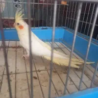 عروس نر جوان شش ماهه کشیده و زیبا|پرنده|فردیس, سرحدی|دیوار