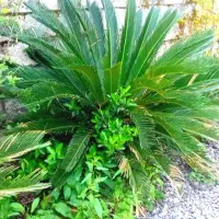 چند تاگل سیگاس