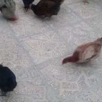 تعدادی مرغ و خروس