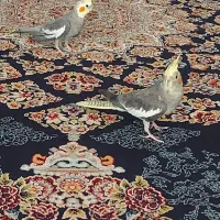 عروس هلندی|پرنده|اصفهان, رزمندگان|دیوار