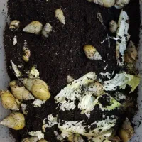 حلزون پوستی|خزنده|تهران, سهروردی|دیوار